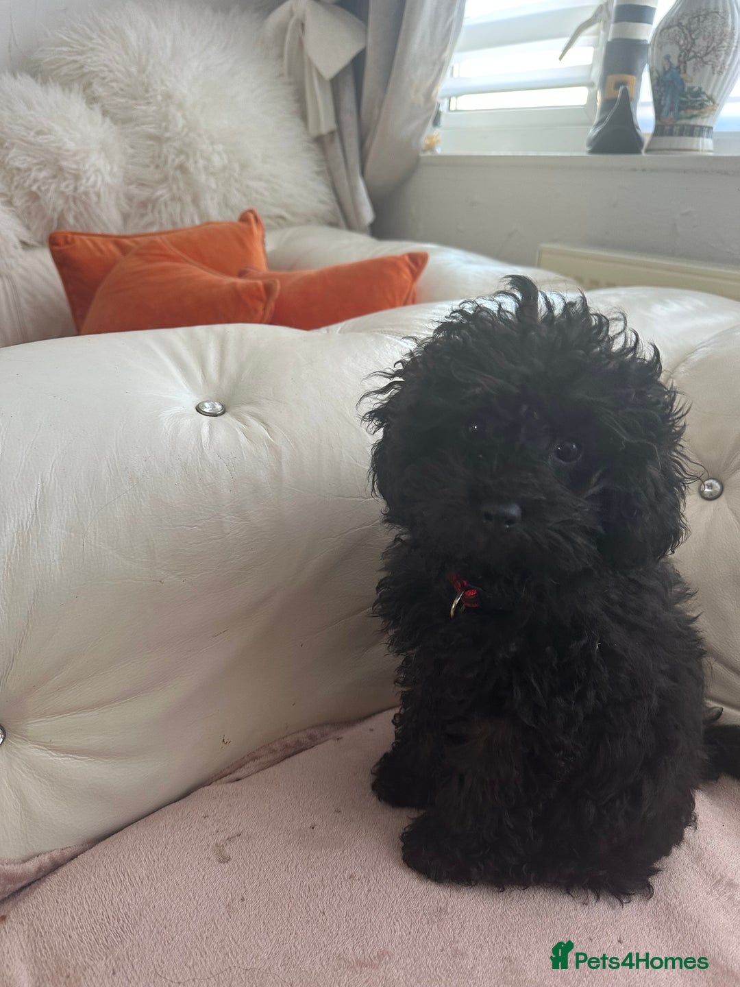 Mixed Breed dogs for sale: Asian toy poodle black boy  - Image 20