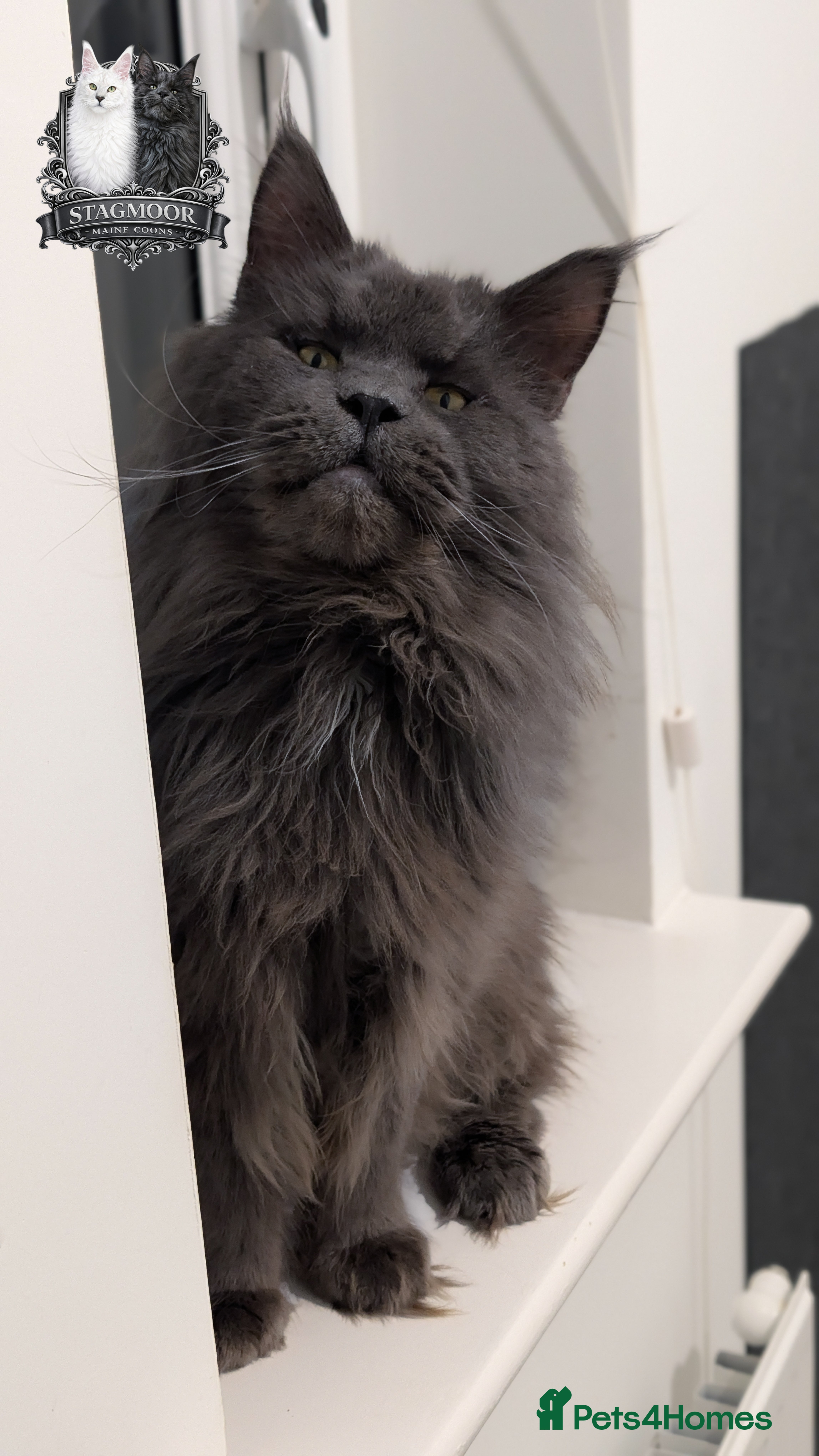 Maine Coon cats Large Blue Smoke Maine Coon Stud GCCF/TICA  - Advert 3