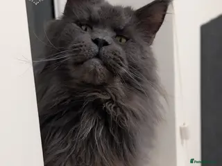 Maine Coon cats Large Blue Smoke Maine Coon Stud GCCF/TICA - Advert 3