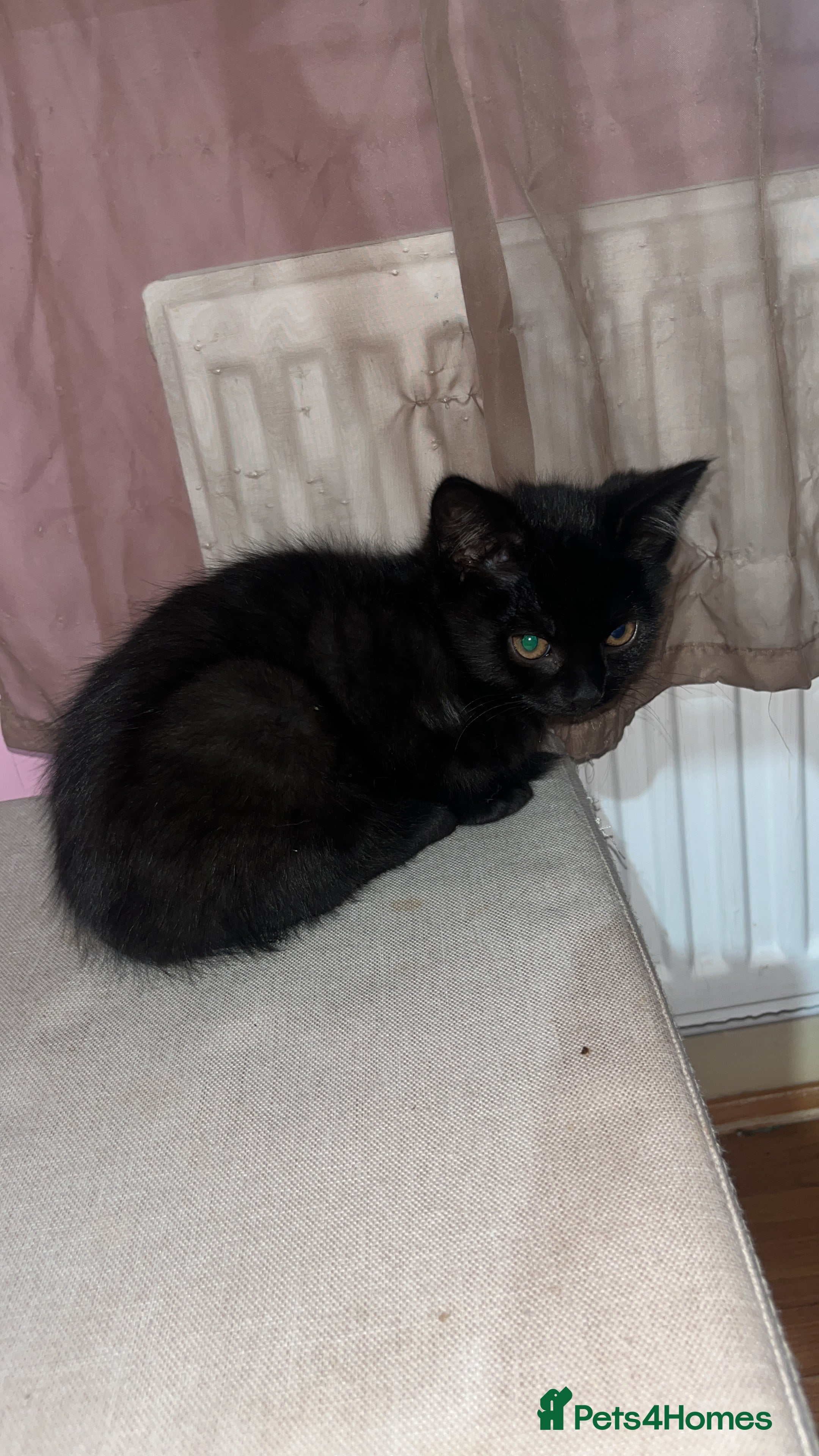 British Shorthair cats Last 2 Kittens looking for home .   - Advert 15