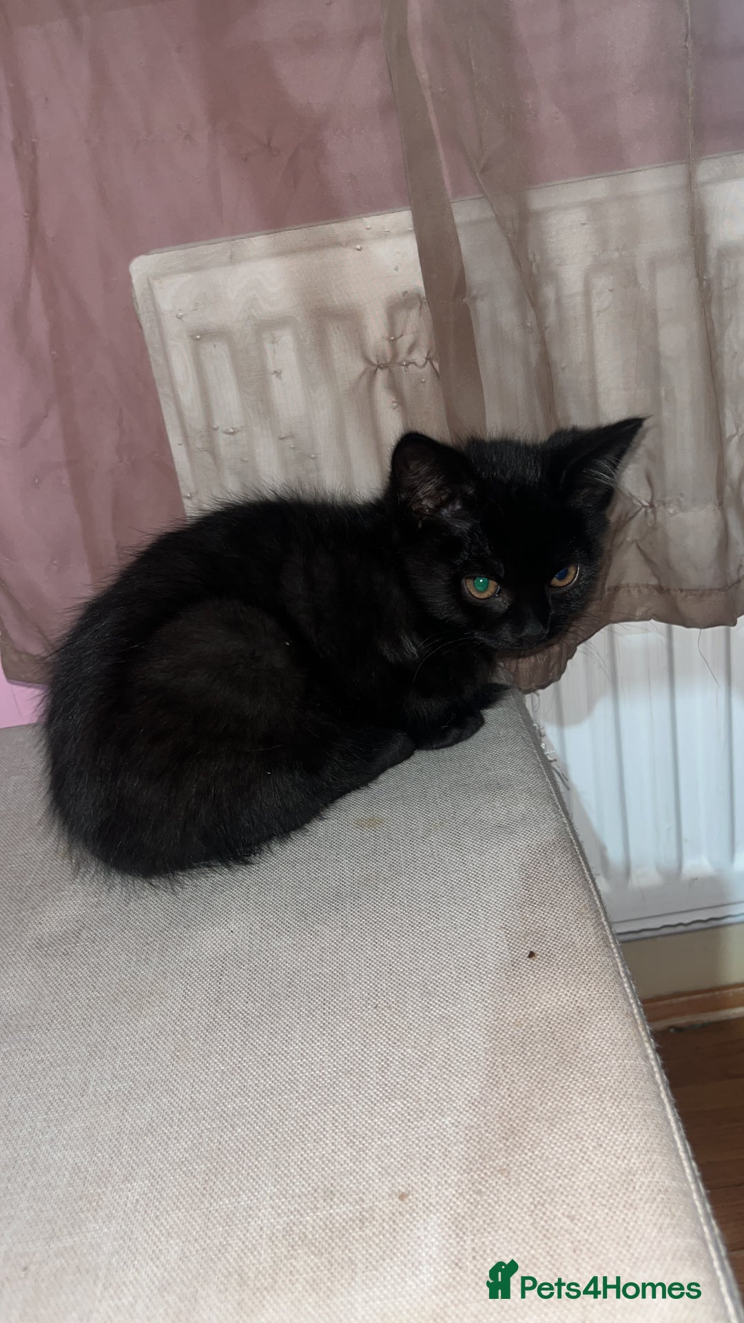 British Shorthair cats for sale: Kittens looking for home  - Advert 6