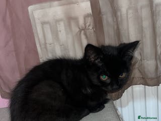 British Shorthair cats Last 2 Kittens looking for home . - Advert 15