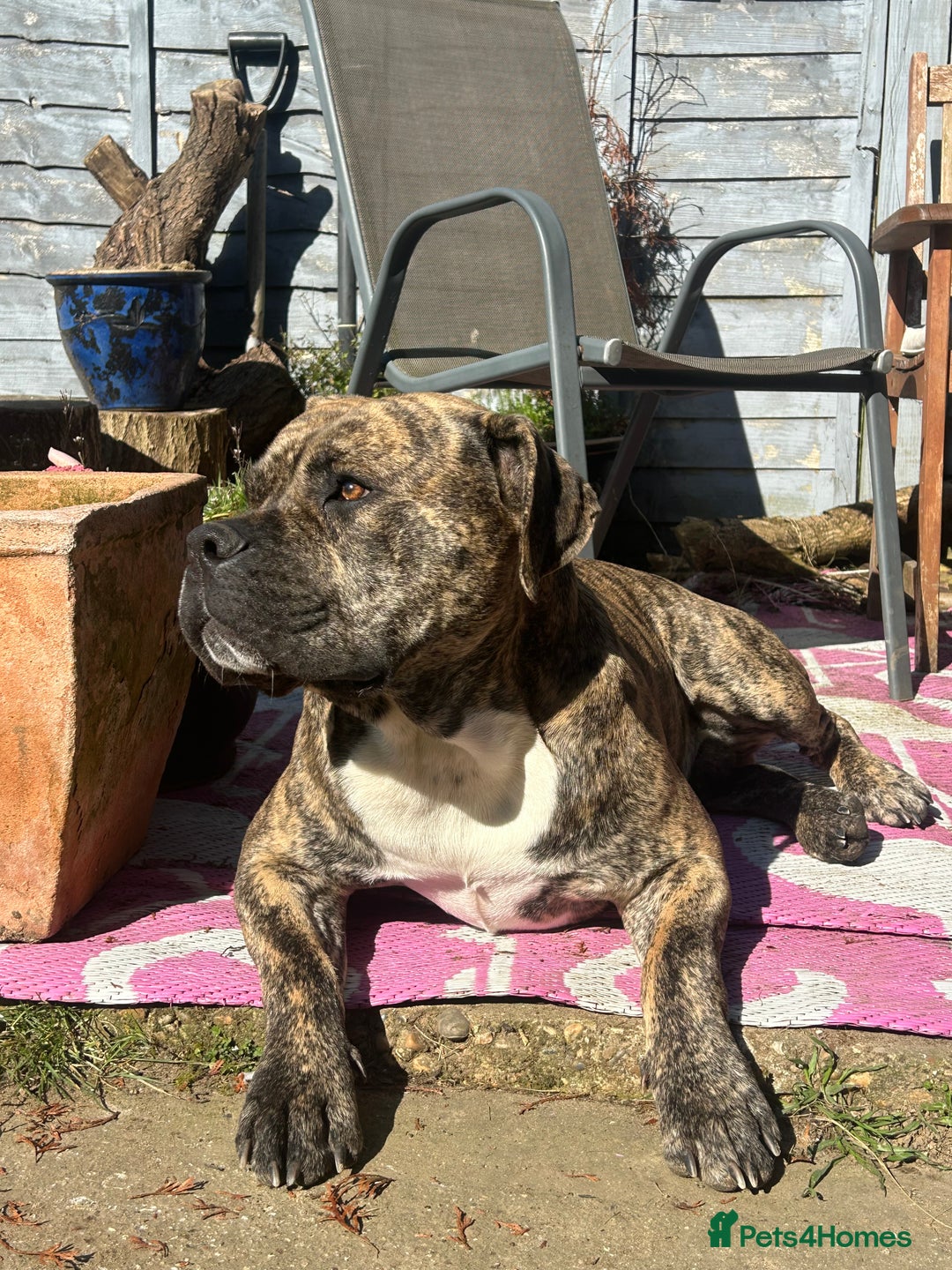 Mastiff dogs for stud: Mastiff for stud  - Image 3