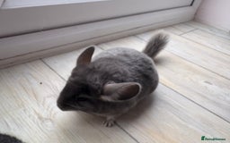 Chinchilla rodents for sale: Pair of Young Female Chinchillas - Image 9