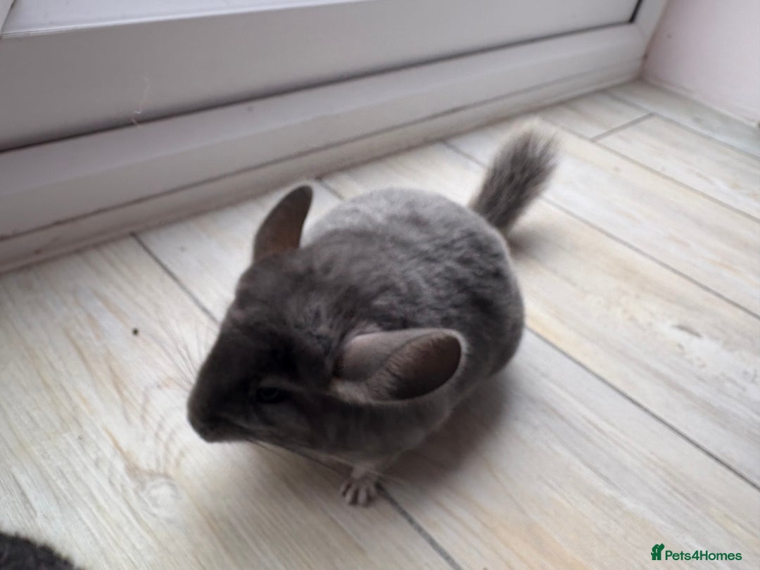 Chinchilla rodents for sale: Pair of Young Female Chinchillas - Image 9