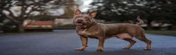 American Bully dogs for sale: Female standard American bully abkc  in Grimsby - Advert 2