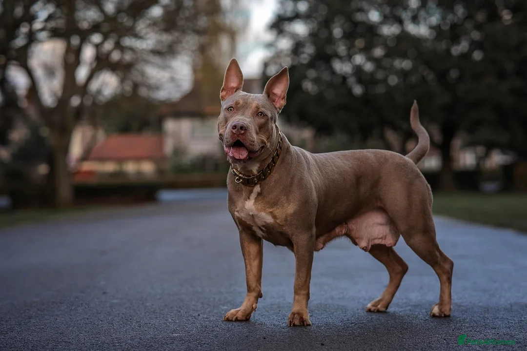 American Bully dogs for sale: Female standard American bully abkc  in Grimsby - Advert 2