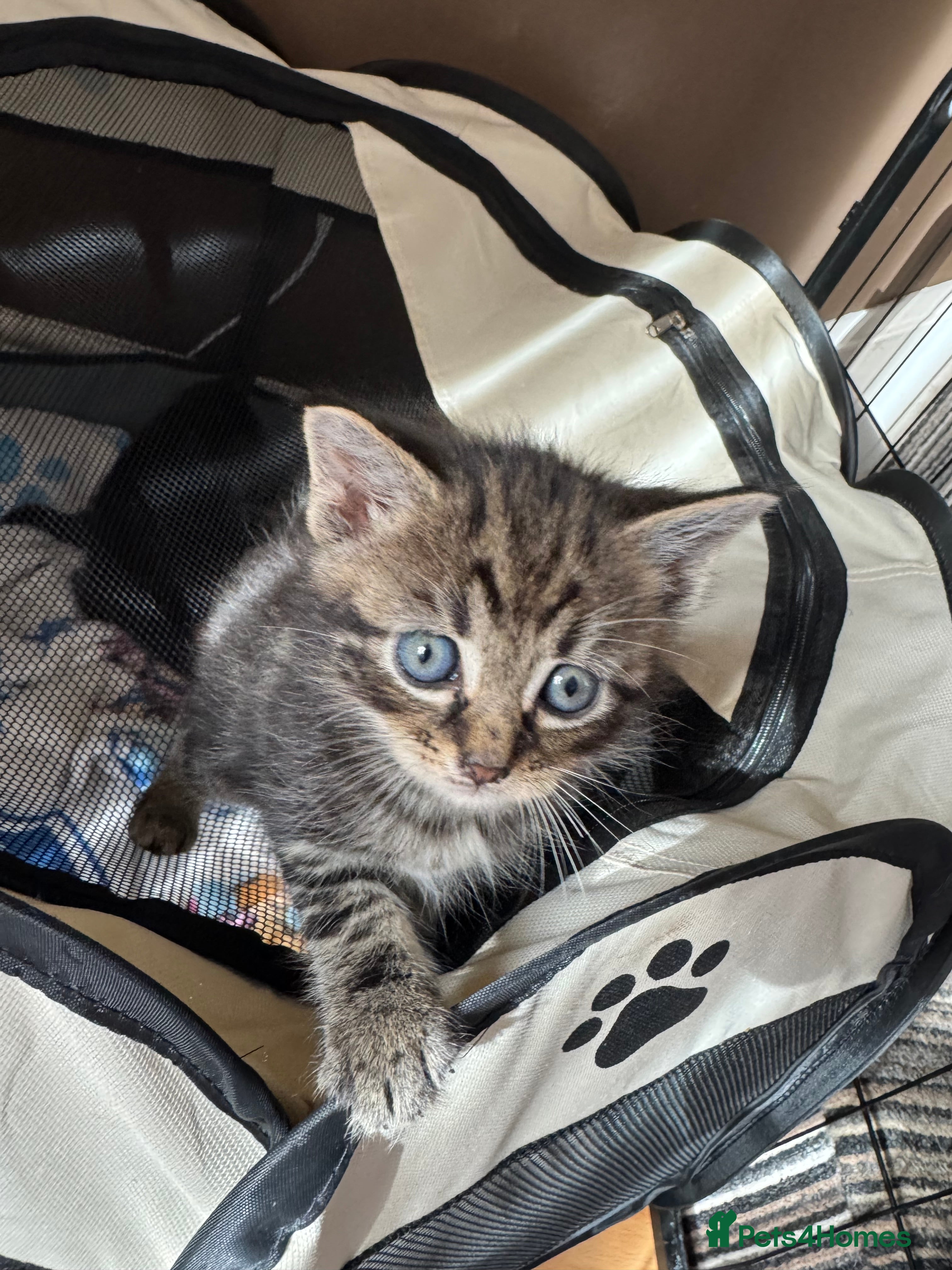 Mixed Breed cats 5 beautiful kittens available. - Advert 4