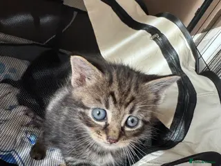 Mixed Breed cats 5 beautiful kittens available. - Advert 4