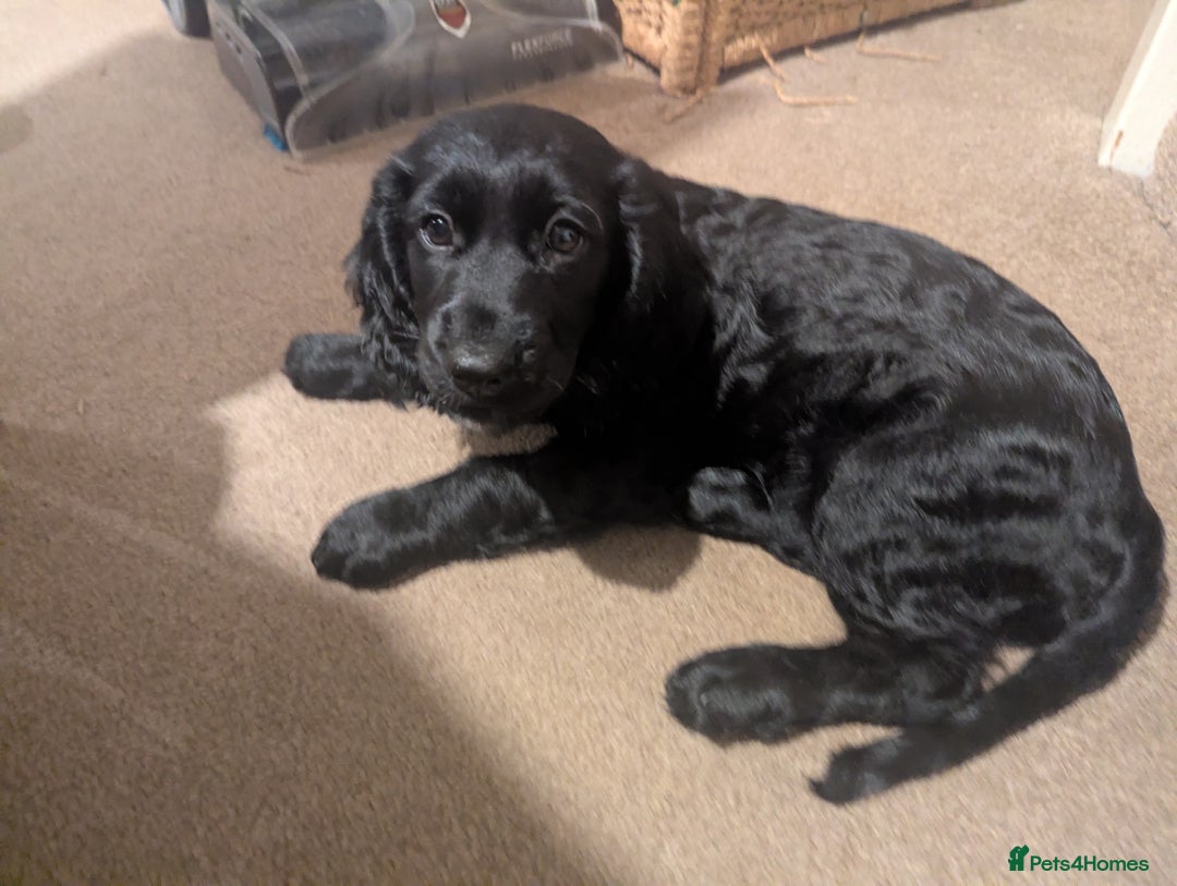 Cocker Spaniel dogs for sale: Working Cocker Spaniel puppies - Advert 36