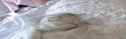 British Shorthair cats for sale: British Shorthair kittens. - Advert 11