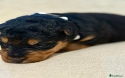 Welsh Terrier dogs for sale: Top Welsh terrier puppies  - Image 10