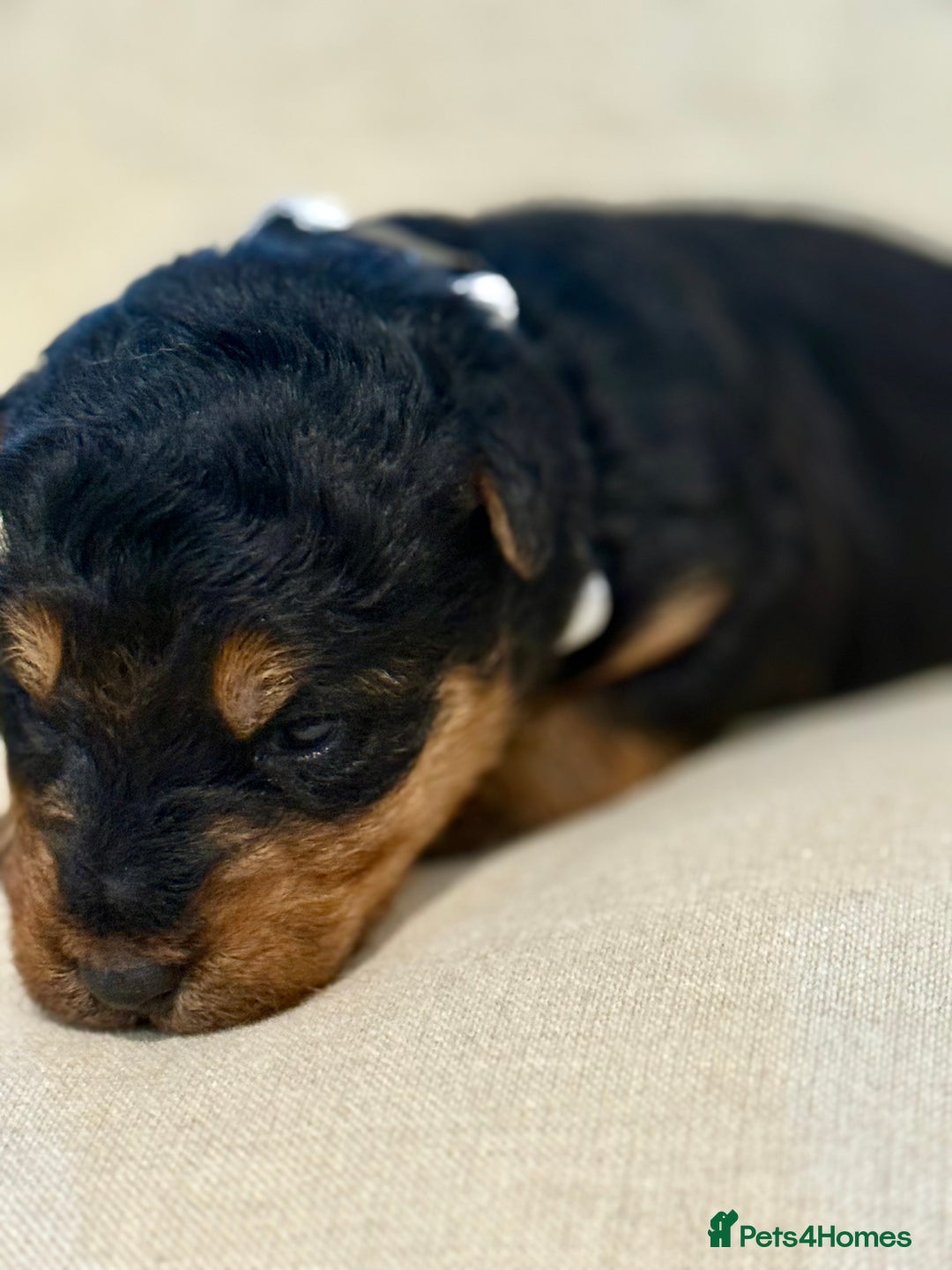Welsh Terrier dogs for sale: Top Welsh terrier puppies  - Image 10