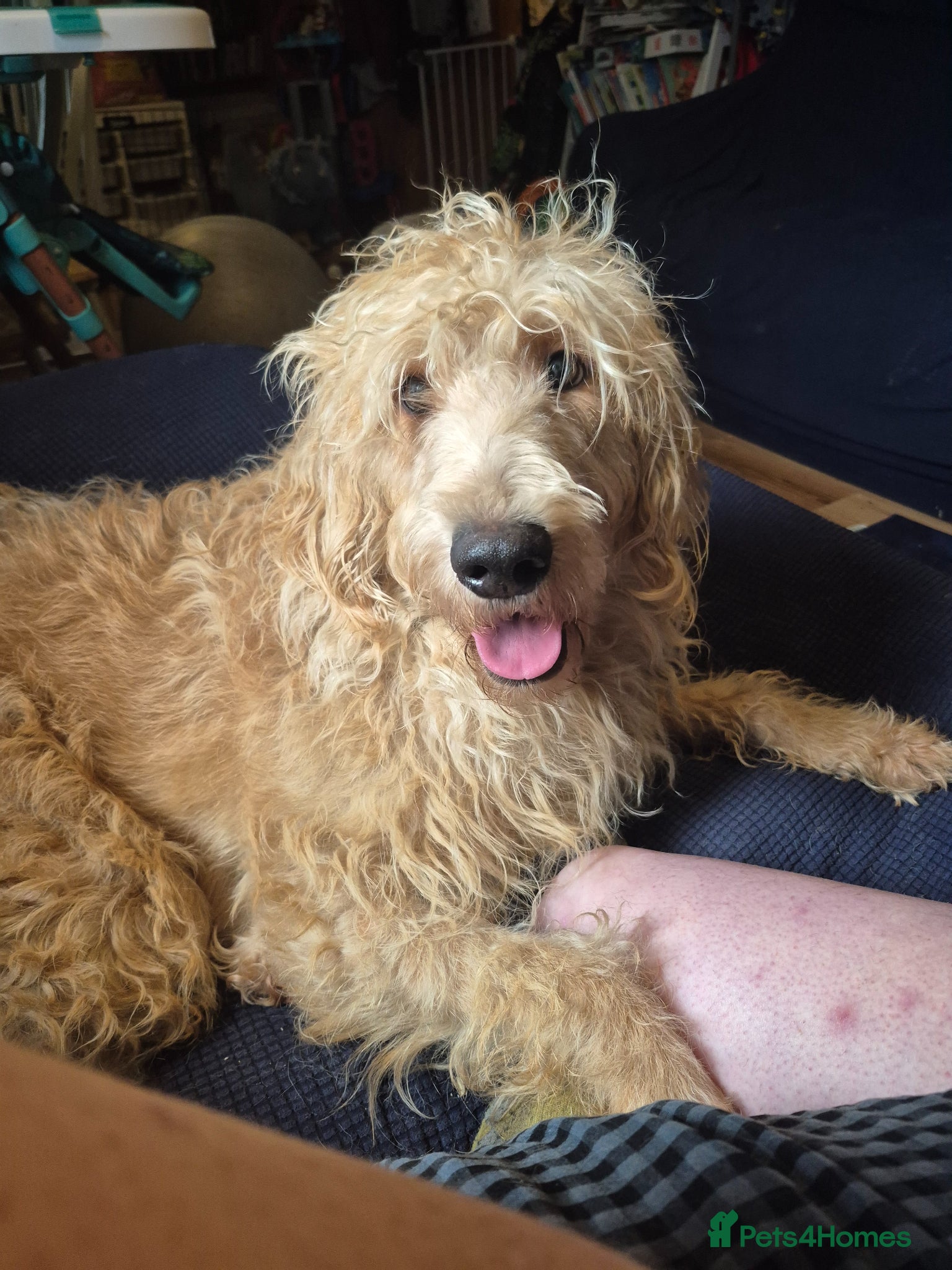 Labradoodle dogs Apricot wavy haired labradoodle girl  - Advert 4