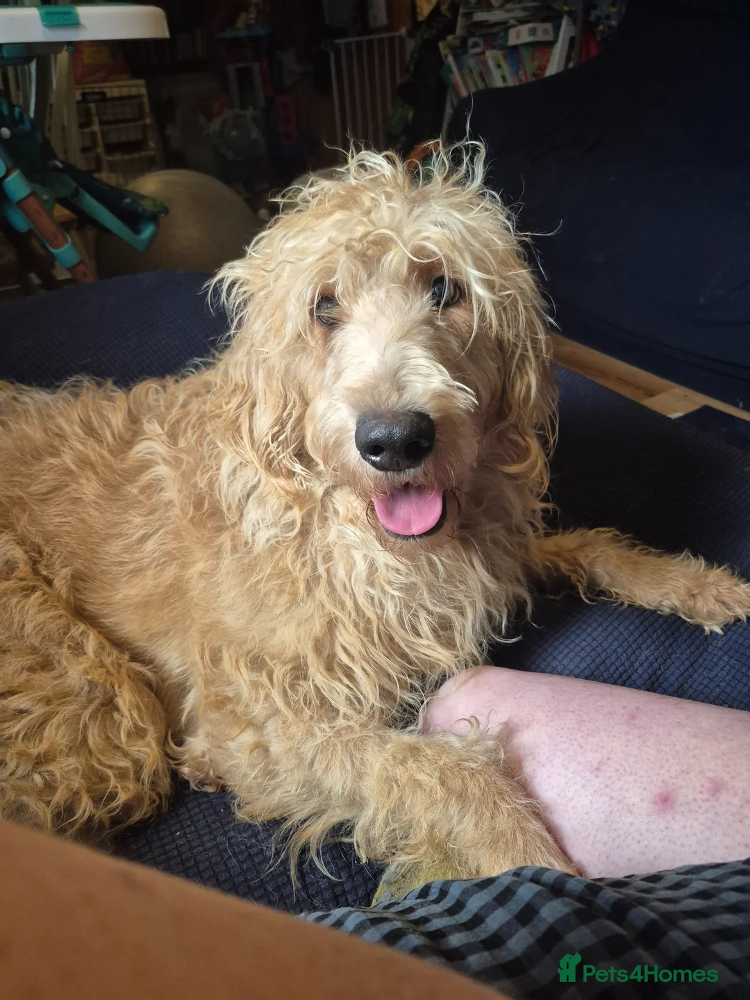 Labradoodle dogs for sale: Apricot wavy haired labradoodle girl  in Dursley - Advert 1