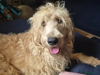 Labradoodle dogs Apricot wavy haired labradoodle girl - Advert 4