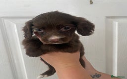 Cocker Spaniel dogs for sale: Merl cocker spaniel puppies  - Image 38