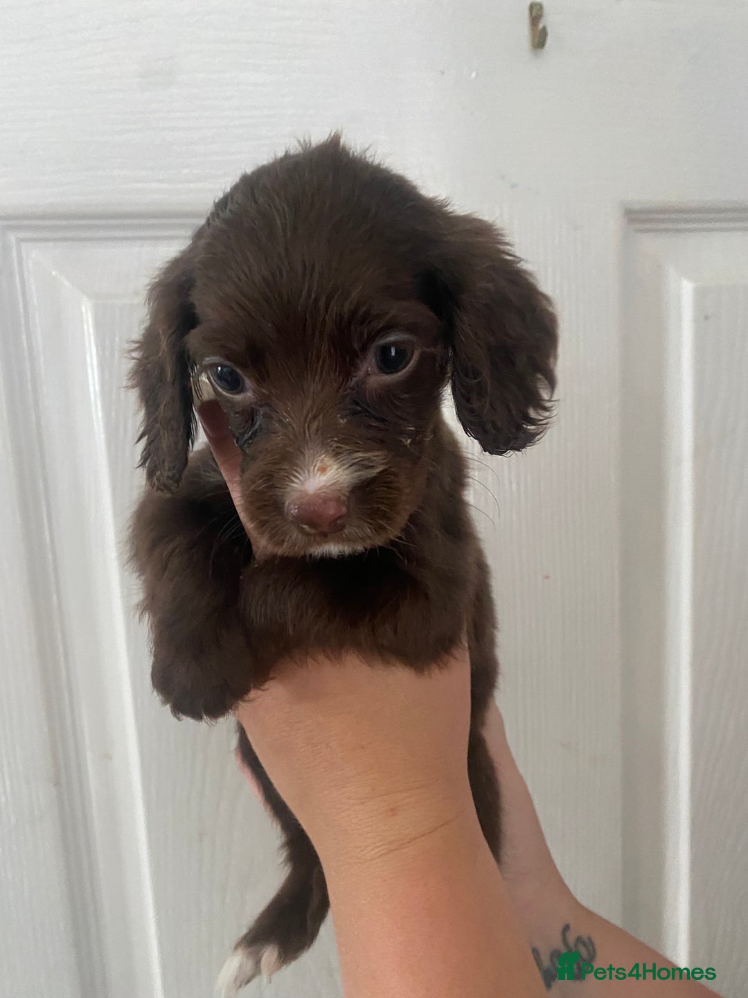 Cocker Spaniel dogs for sale: Merl cocker spaniel puppies  - Image 38