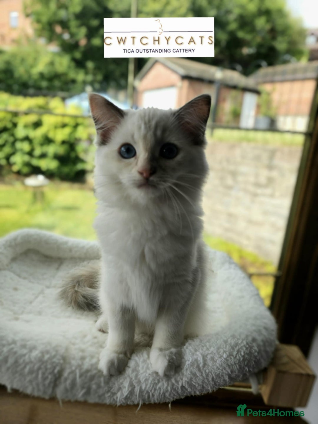 Ragdoll cats for sale: Top Quality, Tica Reg Kittens from Euro / US Lines - Image 13