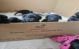 Labrador Retriever dogs for sale: Chunky Family Labrador Puppies  - Image 8