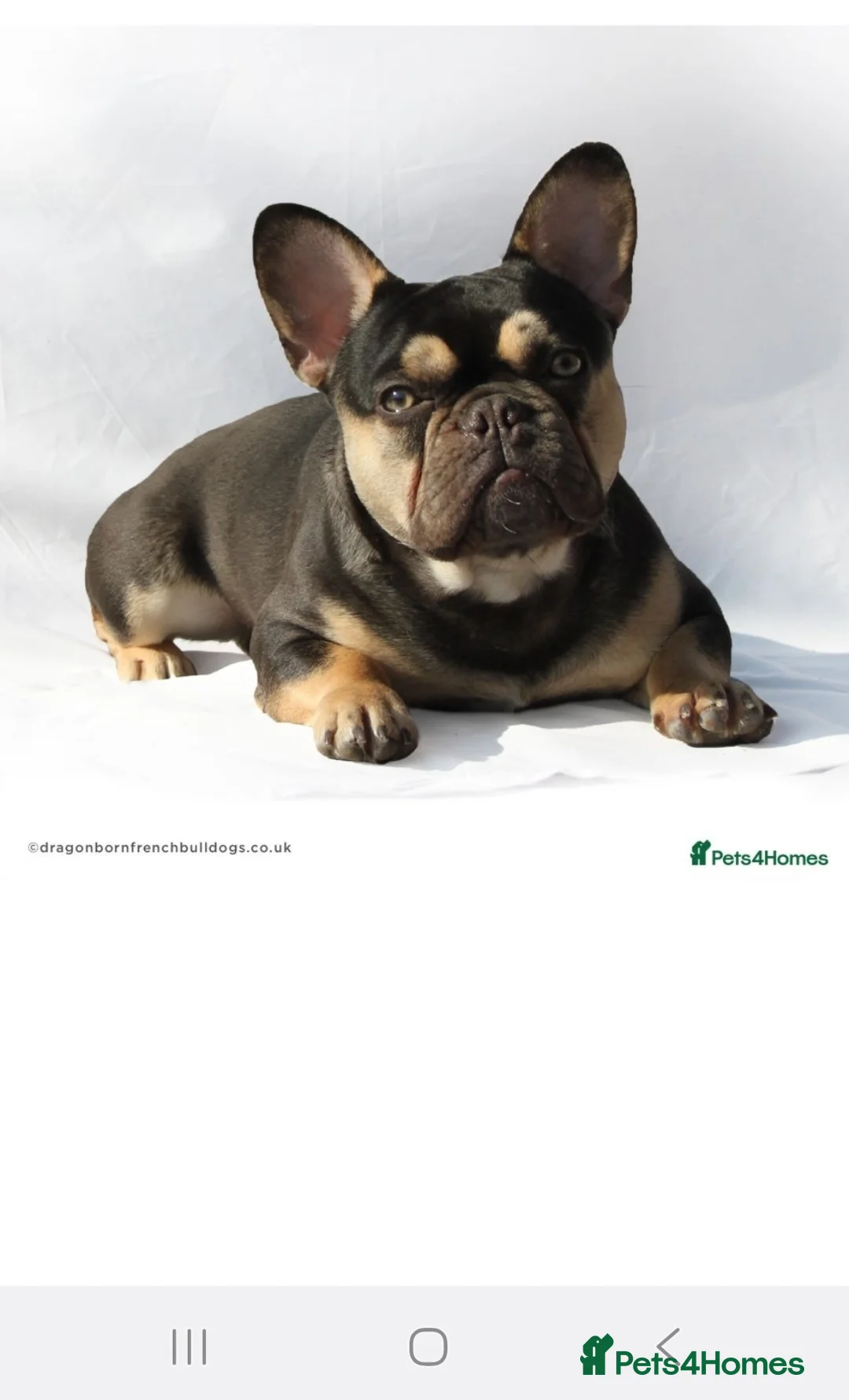 French Bulldog dogs for sale: Beautiful Frenchie puppies - Advert 37
