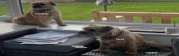 Border Terrier dogs for sale: Border Terrier Puppies - Advert 6
