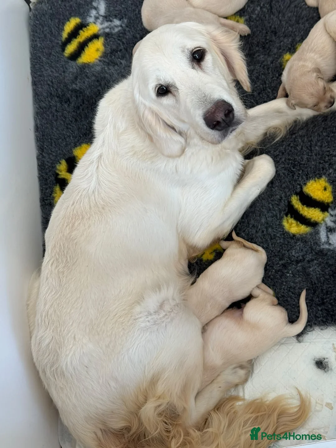 Golden Retriever dogs for sale: Stunning English cream golden retrievers 🌹 in Hornchurch - Advert 2