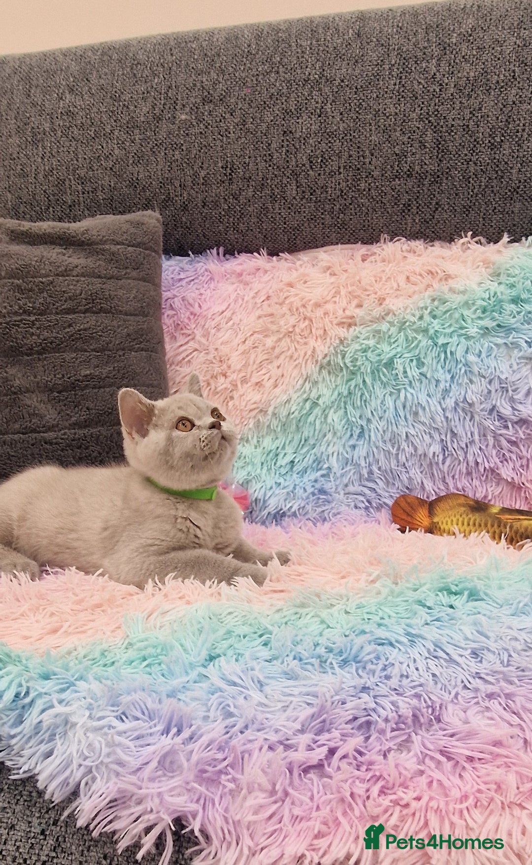 British Shorthair cats for sale: British Shorthair Lilac kittens  - Image 22