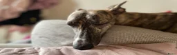 Whippet dogs for sale: Outstanding Male Whippets - Advert 19