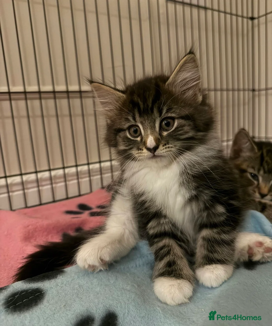 Mixed Breed cats for sale: Stunning Turkish Angora/ domesticShorthairKittens  - Advert 1