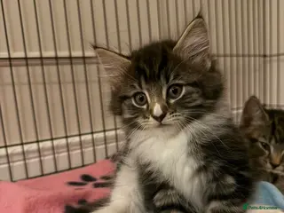 Mixed Breed cats Stunning Turkish Angora/ domesticShorthairKittens - Advert 18