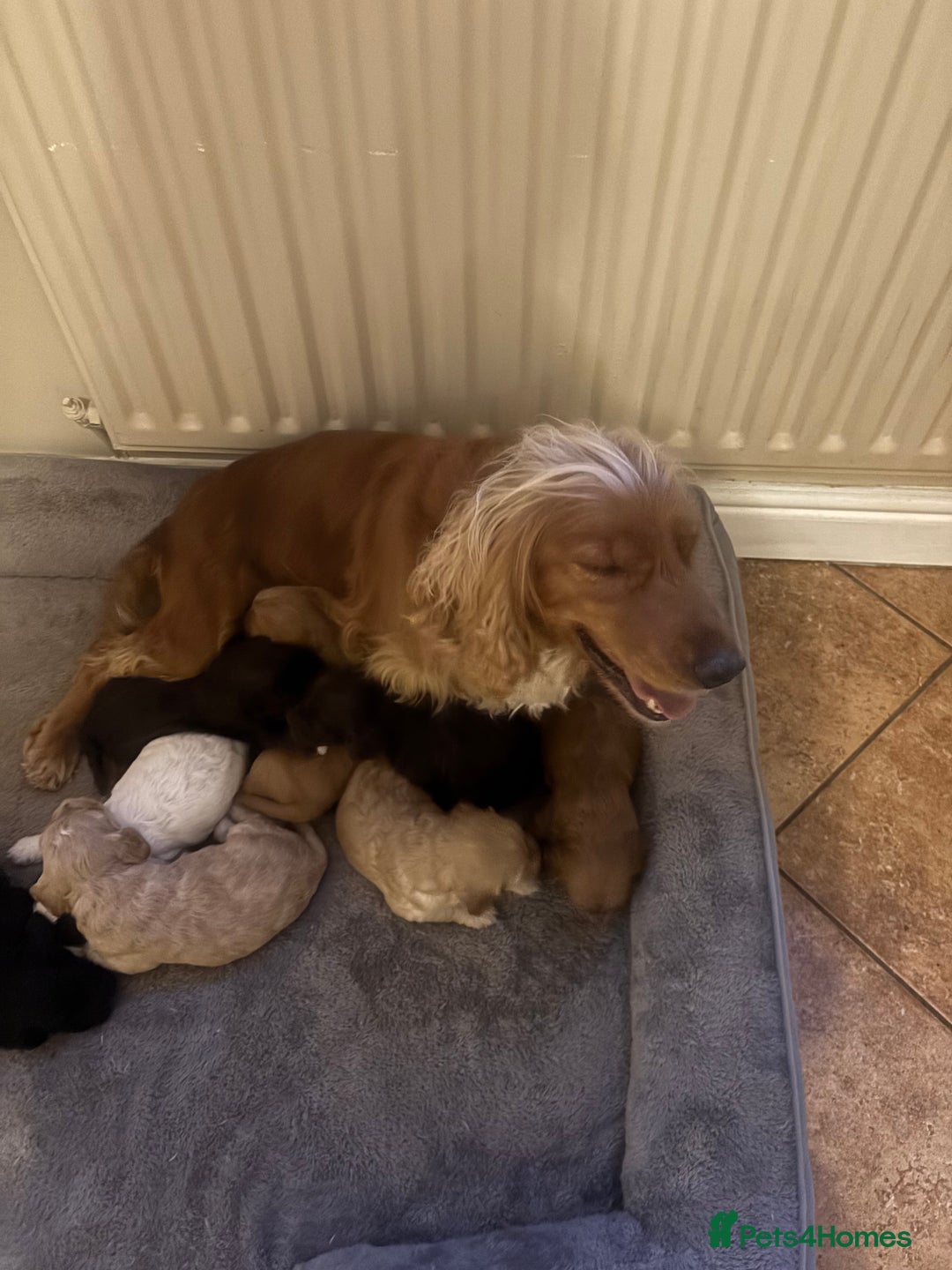 Cockapoo dogs for sale: Stunning F1 Cockapoos from H/Tested KC Parents!! - Image 20