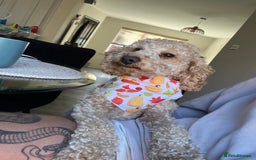 Cockapoo dogs for sale: Poppy - Image 2