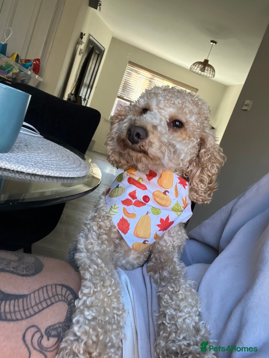 Cockapoo dogs for sale: Poppy - Image 2