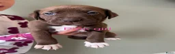 Mixed Breed dogs for sale: Bulldog Labrador mix puppies  - Advert 11