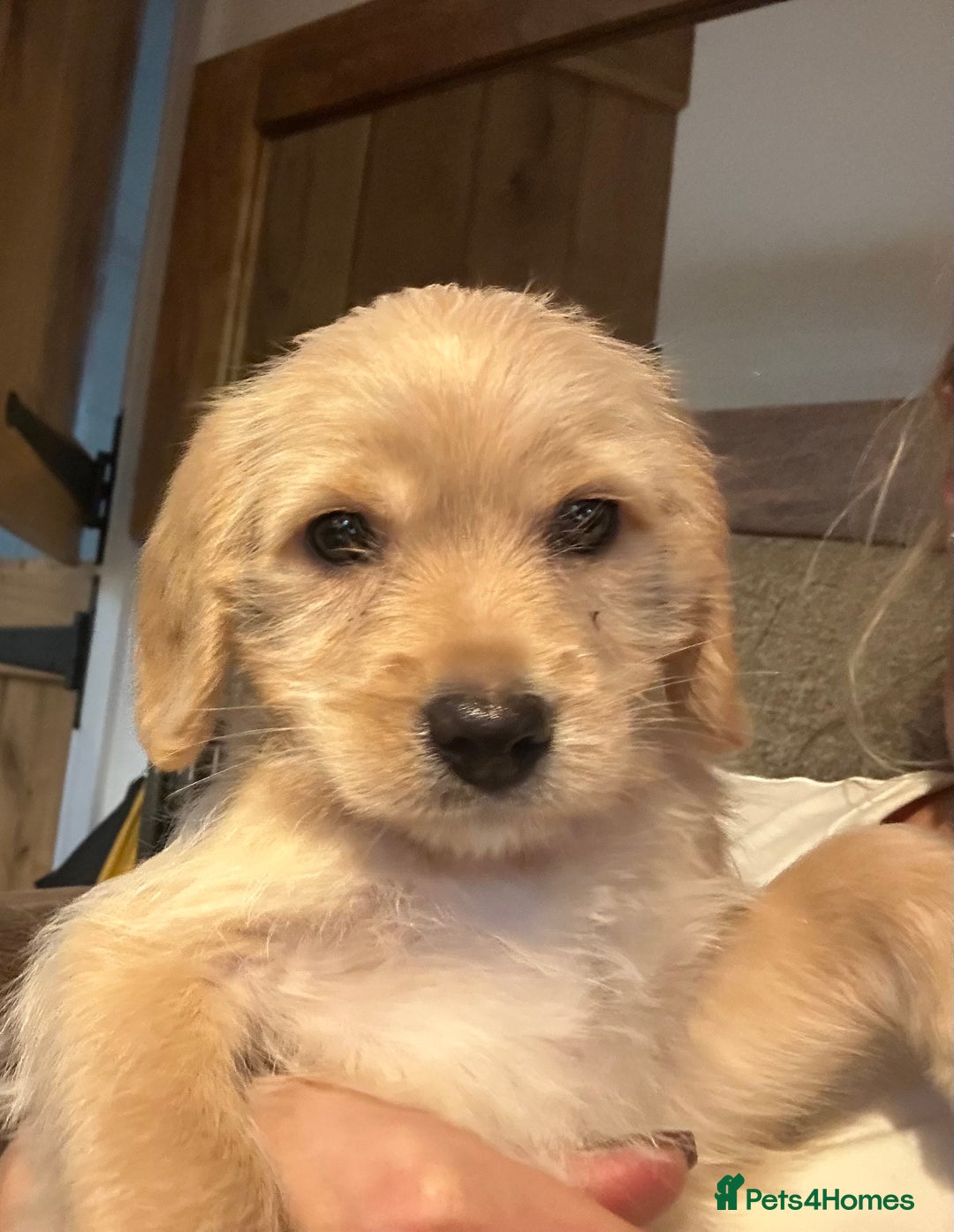 Mixed Breed dogs for sale: Beautiful Beagle X Cavapoo Puppies.  - Advert 7
