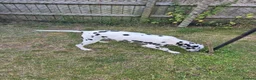 Dalmatian dogs for sale: Litter of pure Dalmatian puppies - Advert 1