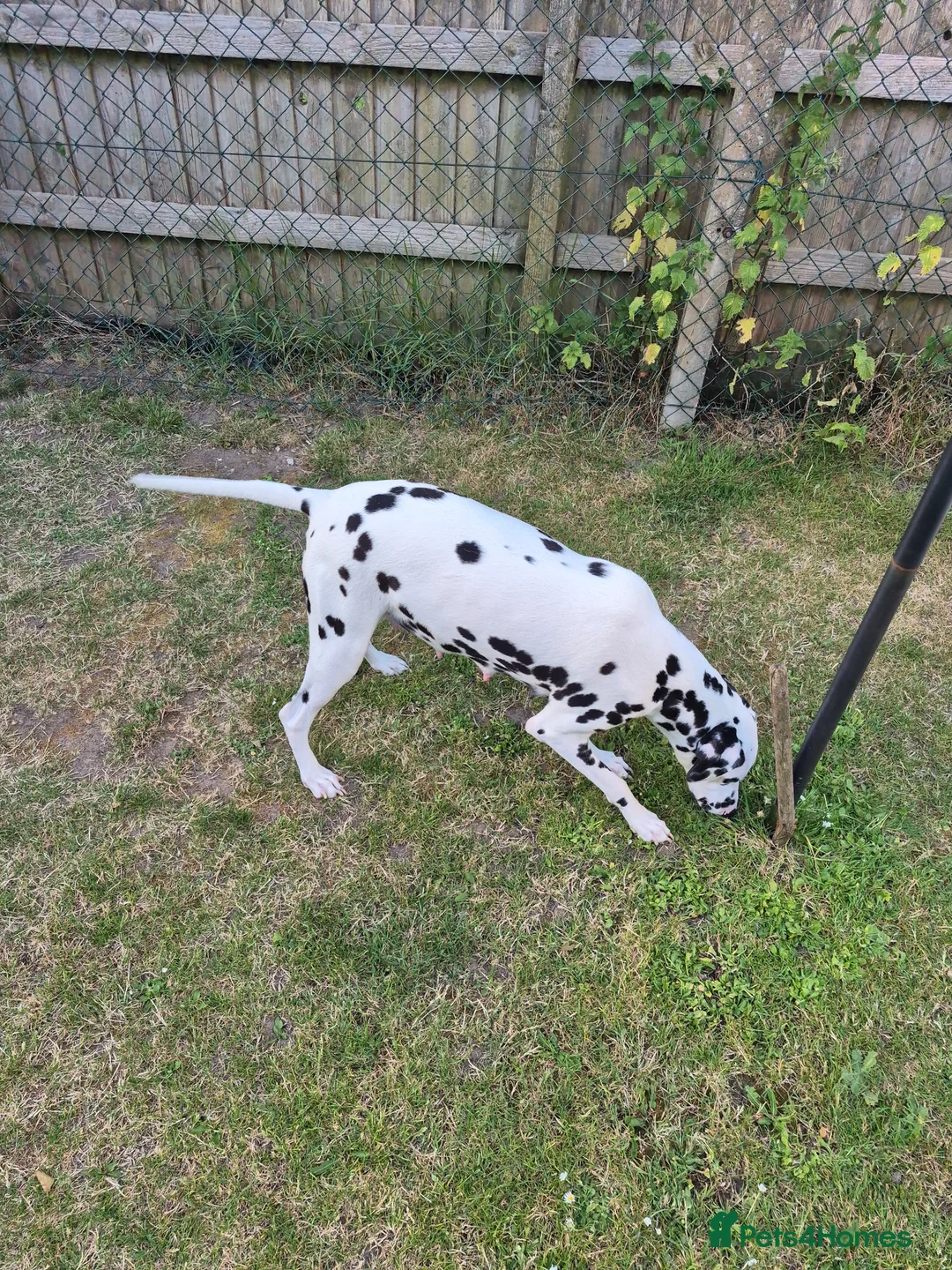 Dalmatian dogs for sale: Litter of pure Dalmatian puppies - Advert 1
