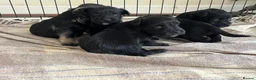 Miniature Schnauzer dogs for sale: Miniature schnauzer  - Advert 1