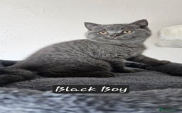 British Shorthair cats for sale: British short hair kittens - Advert 30