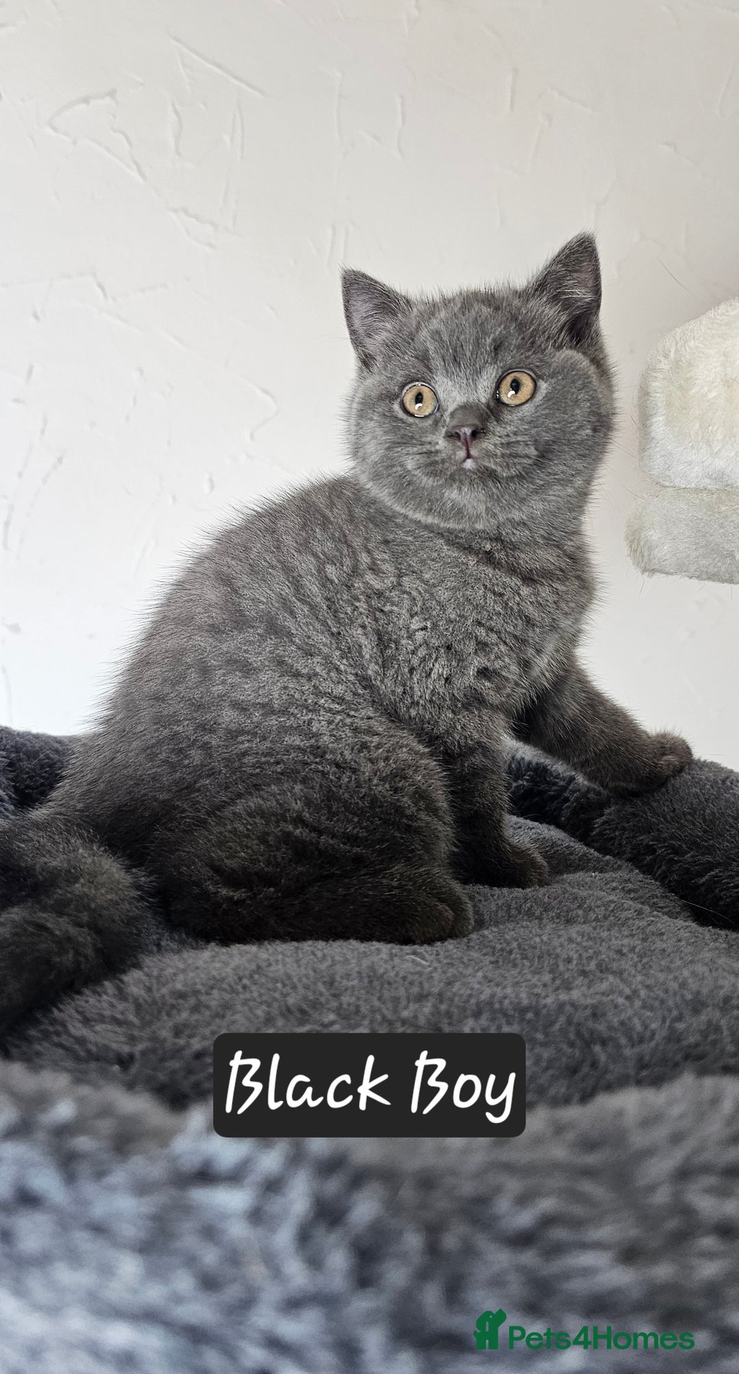British Shorthair cats for sale: British short hair kittens - Advert 30