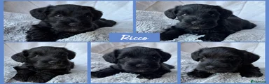 Ricco 💙