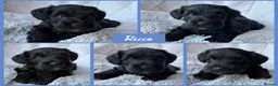 Miniature Schnauzer dogs for sale: BVA/MAC TESTED CLEAR - KC REG 2 BLACK GIRLS - Advert 15