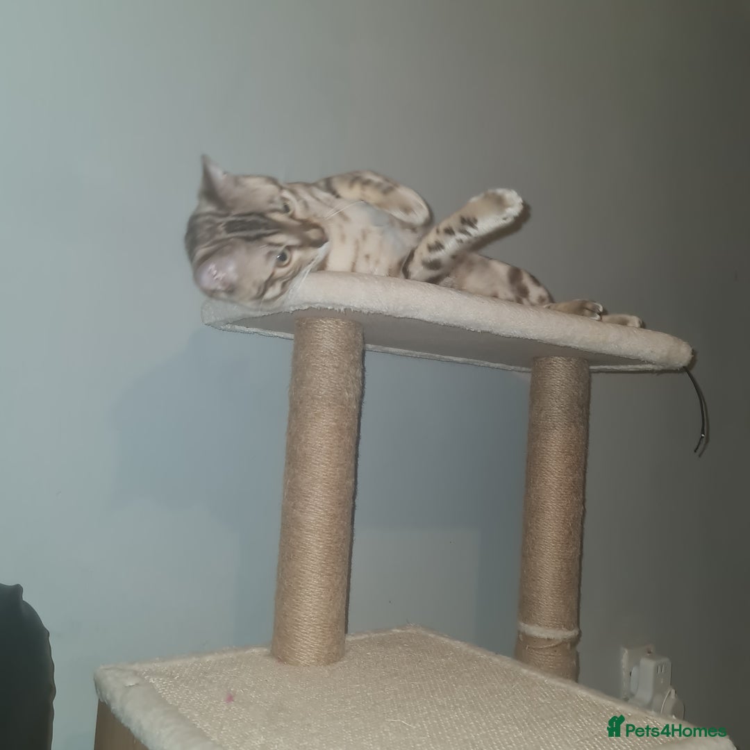 Bengal cats for sale: Bengal - Advert 3