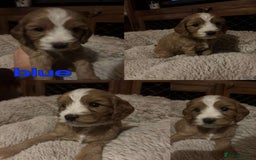 Mixed Breed dogs for sale: Adorable cavacockerpoo - Image 2