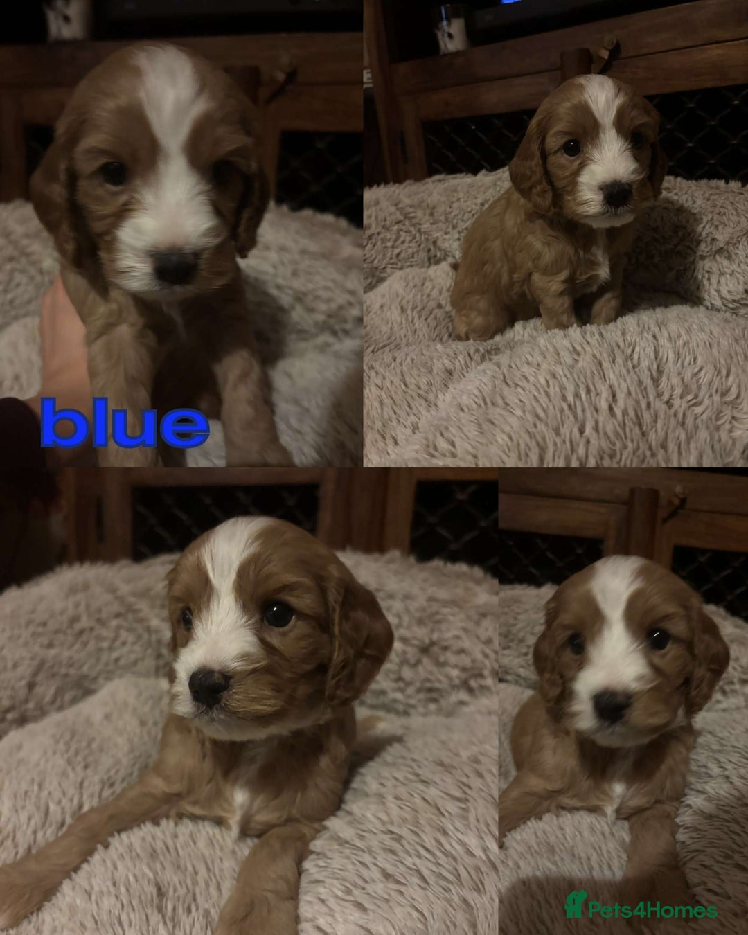 Mixed Breed dogs for sale: Adorable cavacockerpoo - Image 2