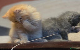 Persian cats for sale: Persian  - Image 29