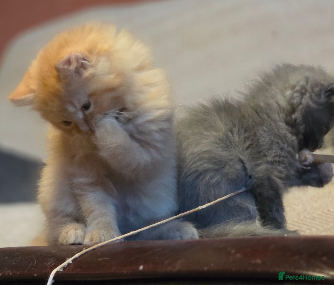 Persian cats for sale: Persian  - Image 29