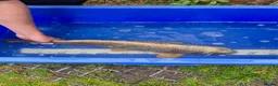 Koi Carp fish for sale: Pond closure - Advert 26