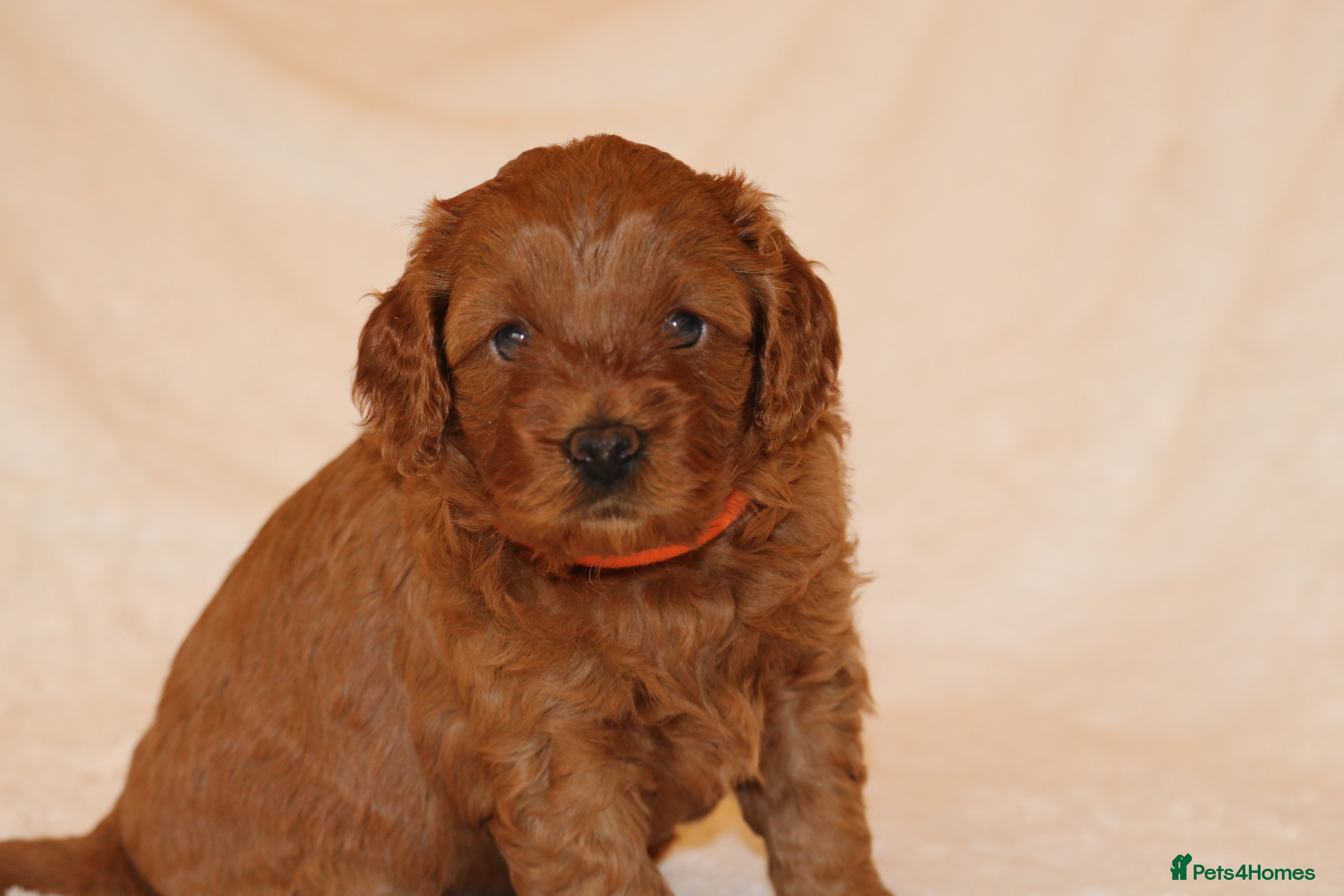 Cavapoo dogs Cavapoo 🐶 - Advert 1